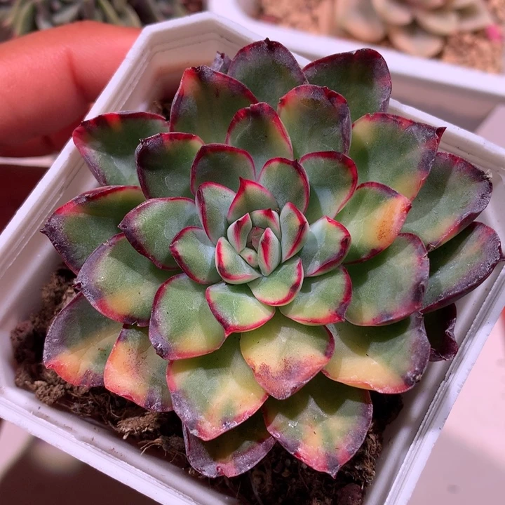 墨西哥灵隐锦拉丝锦
