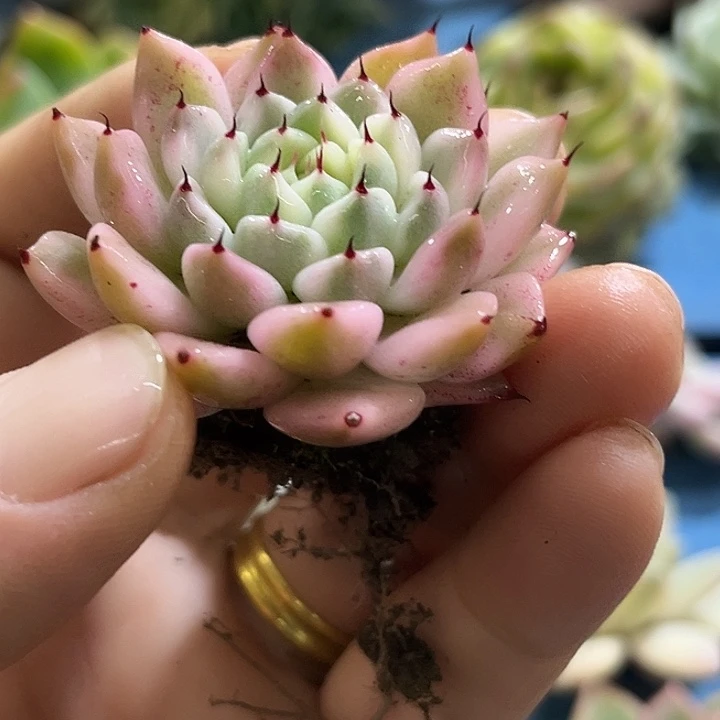 314妲己锦带状态了