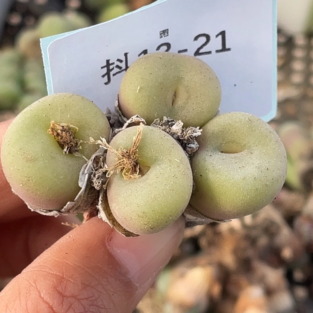 13-21空卡佛多肉植物