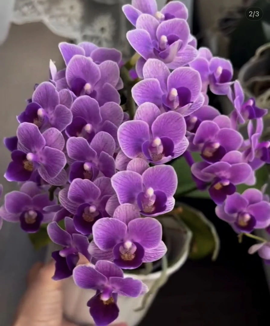 蝴蝶兰苗不带花剑三颗一组【三颗】稀有花色不同品种发货