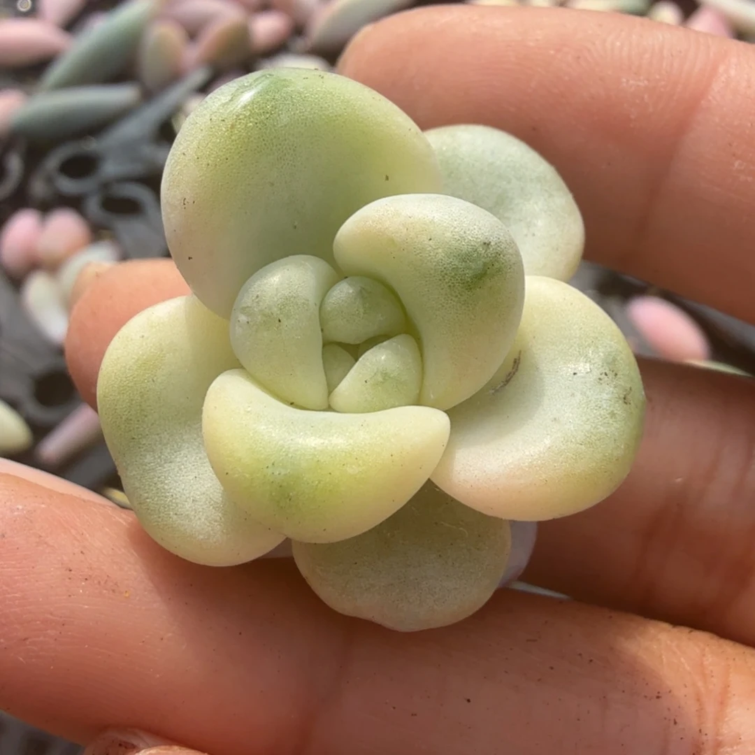 花斑路锦无根腹轮锦超白锦无替品