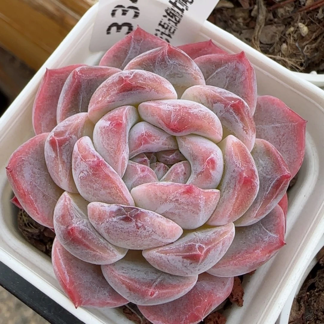 花语逸境0223-334