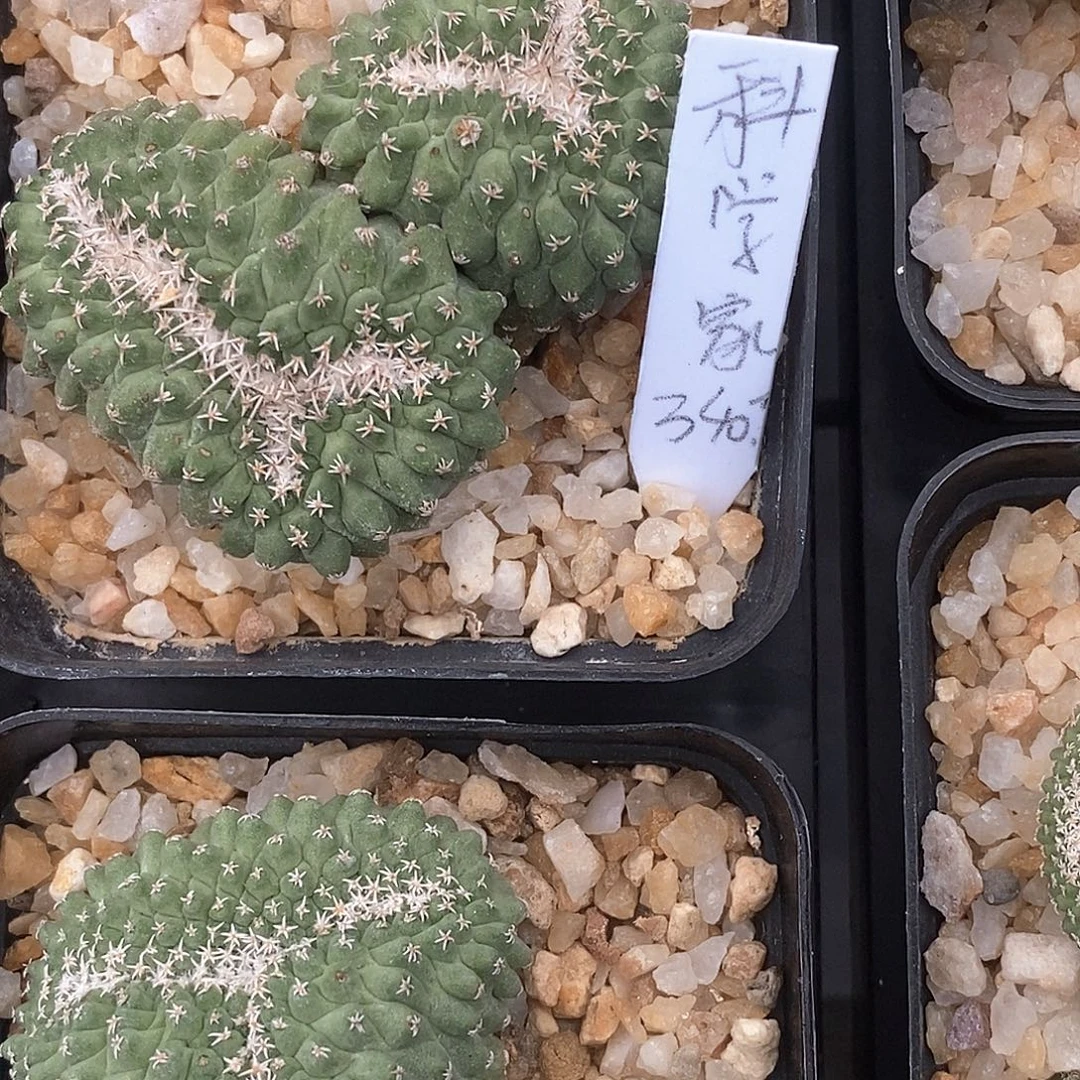 阳***家 菊水缀化花花花花