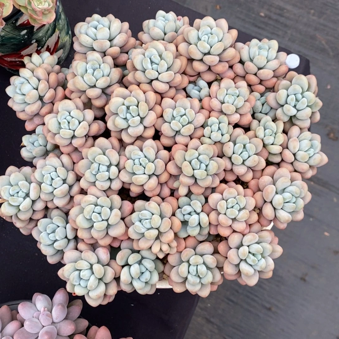 香水洛神 一物一拍
