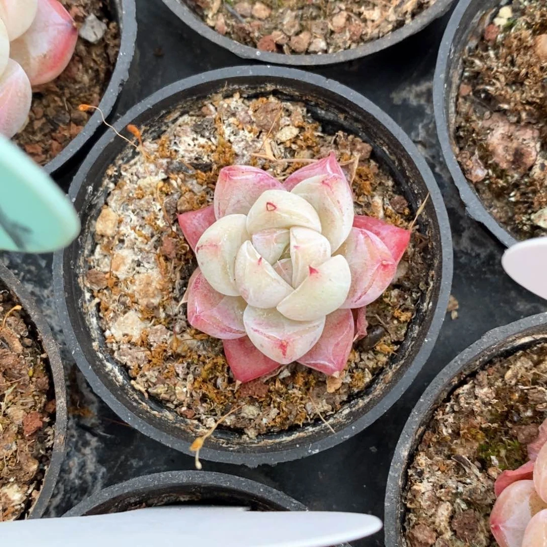 精品多肉一物一拍不包整749