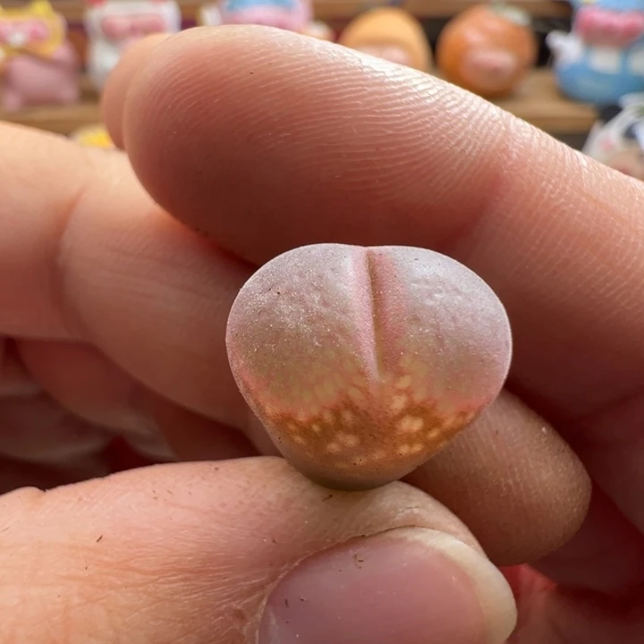 203。编号丢失风铃