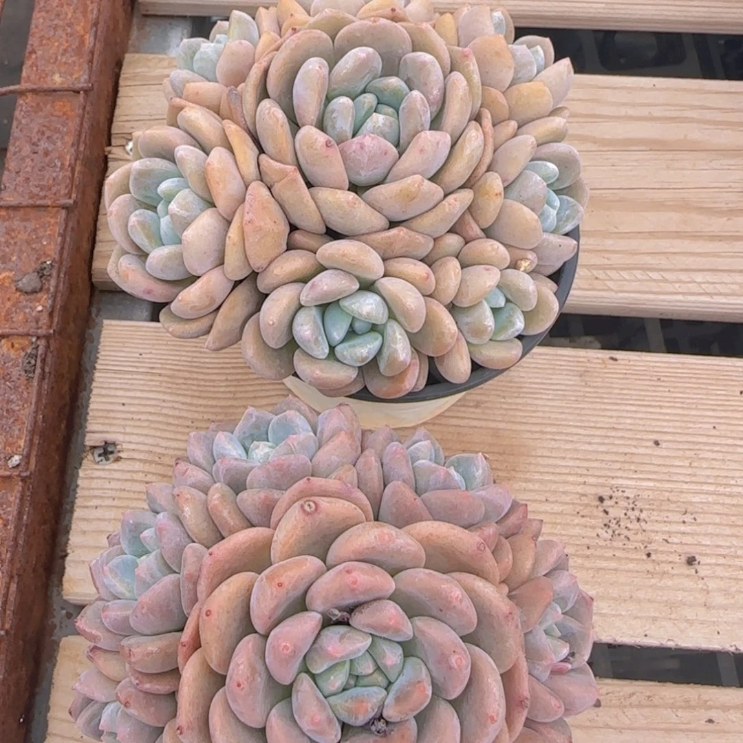 立***3梦露杂两颗捧花脱土