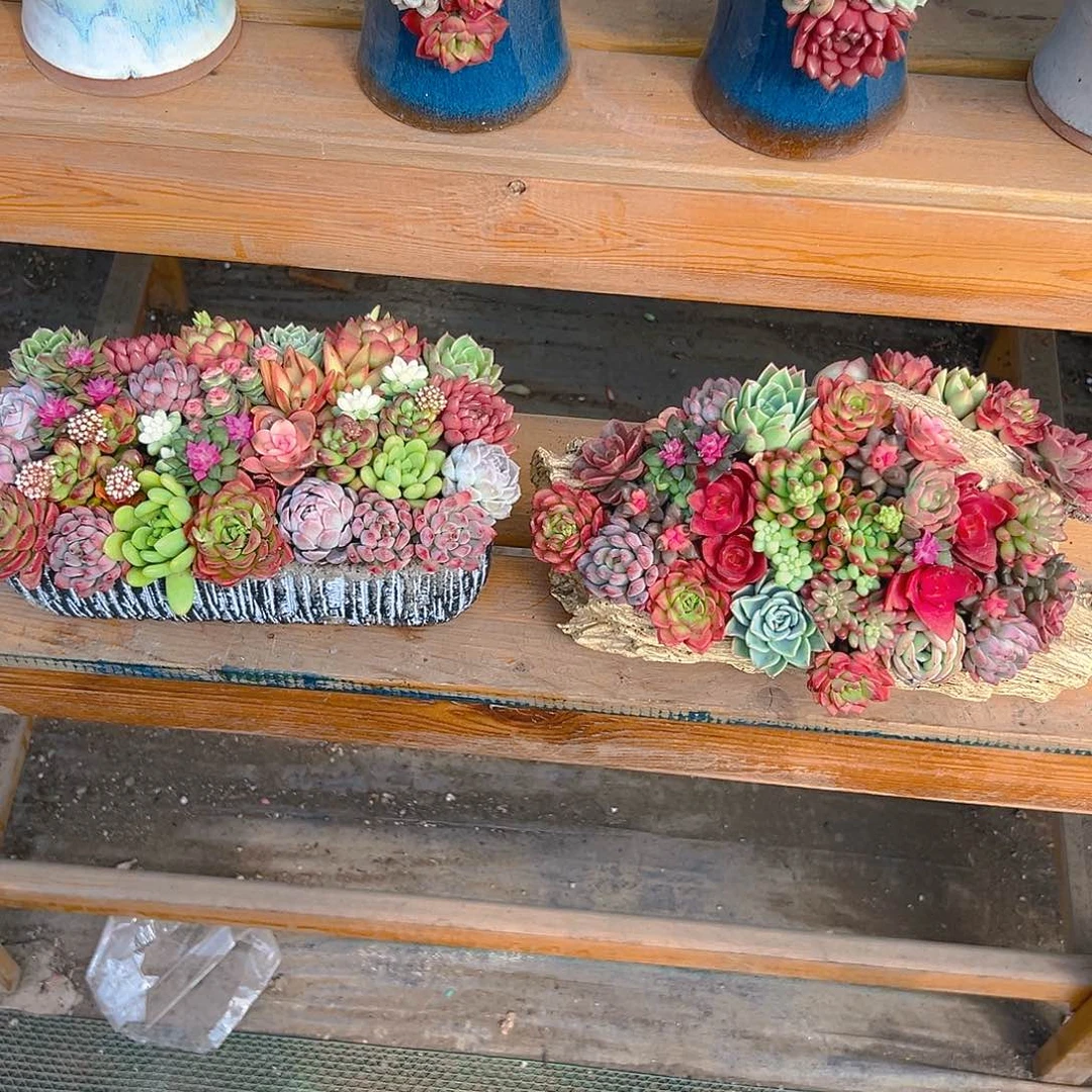 中长➕手提木桩多肉