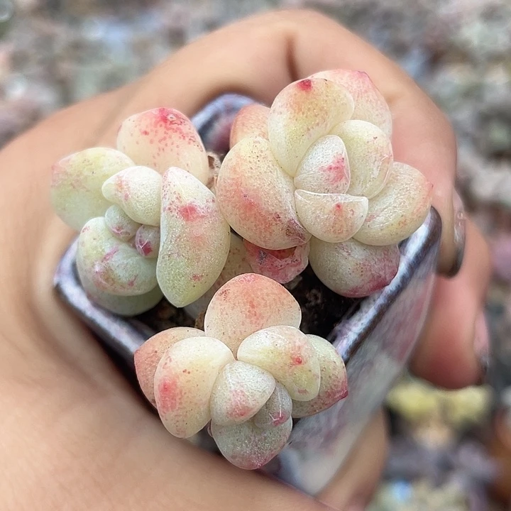 带盆发尖 多肉植物