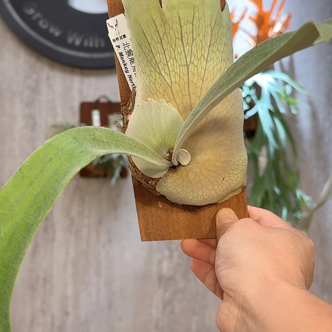 不开花植物北猴鹿角蕨书签板