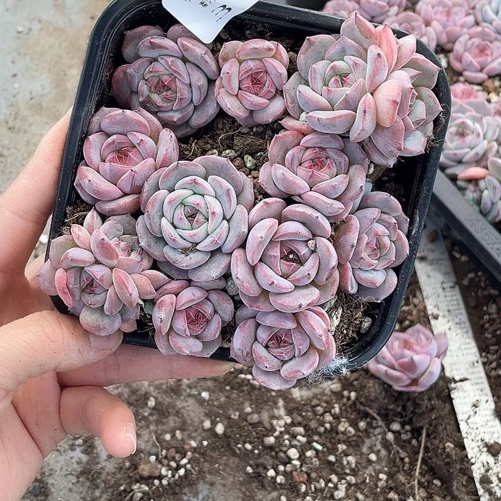 糕大上多肉植物310