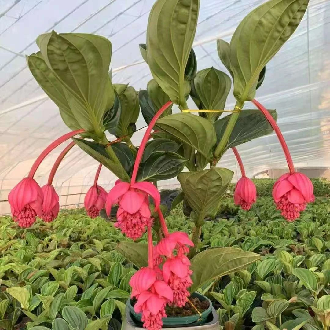 宝莲灯花卉盆栽花盆栽室内绿植好养养心花期长高档好看引进花卉