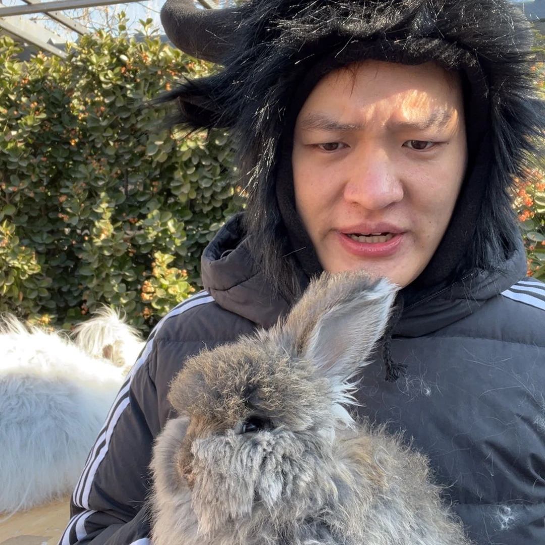 双血统英系安哥拉兔