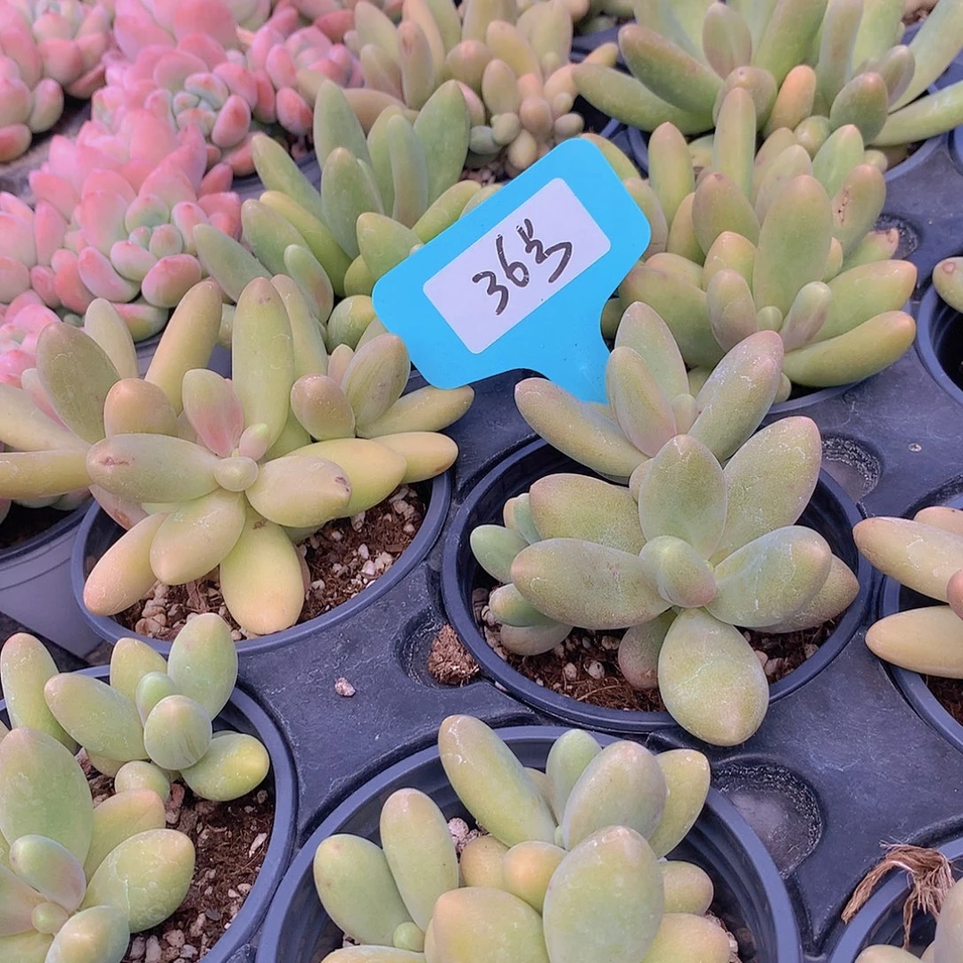 36号糖果23567889990