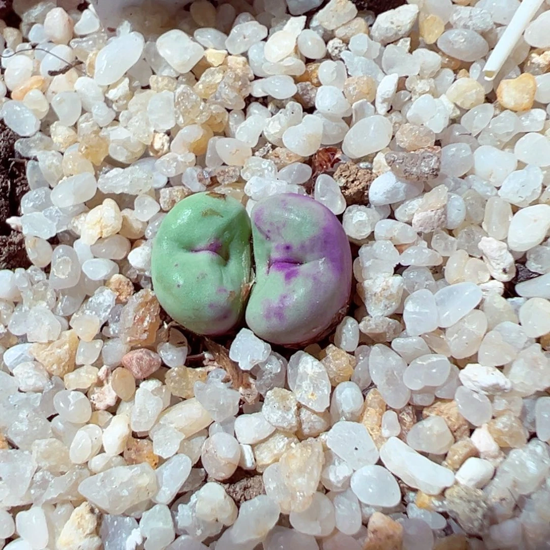 609-184多肉园艺贝特芬