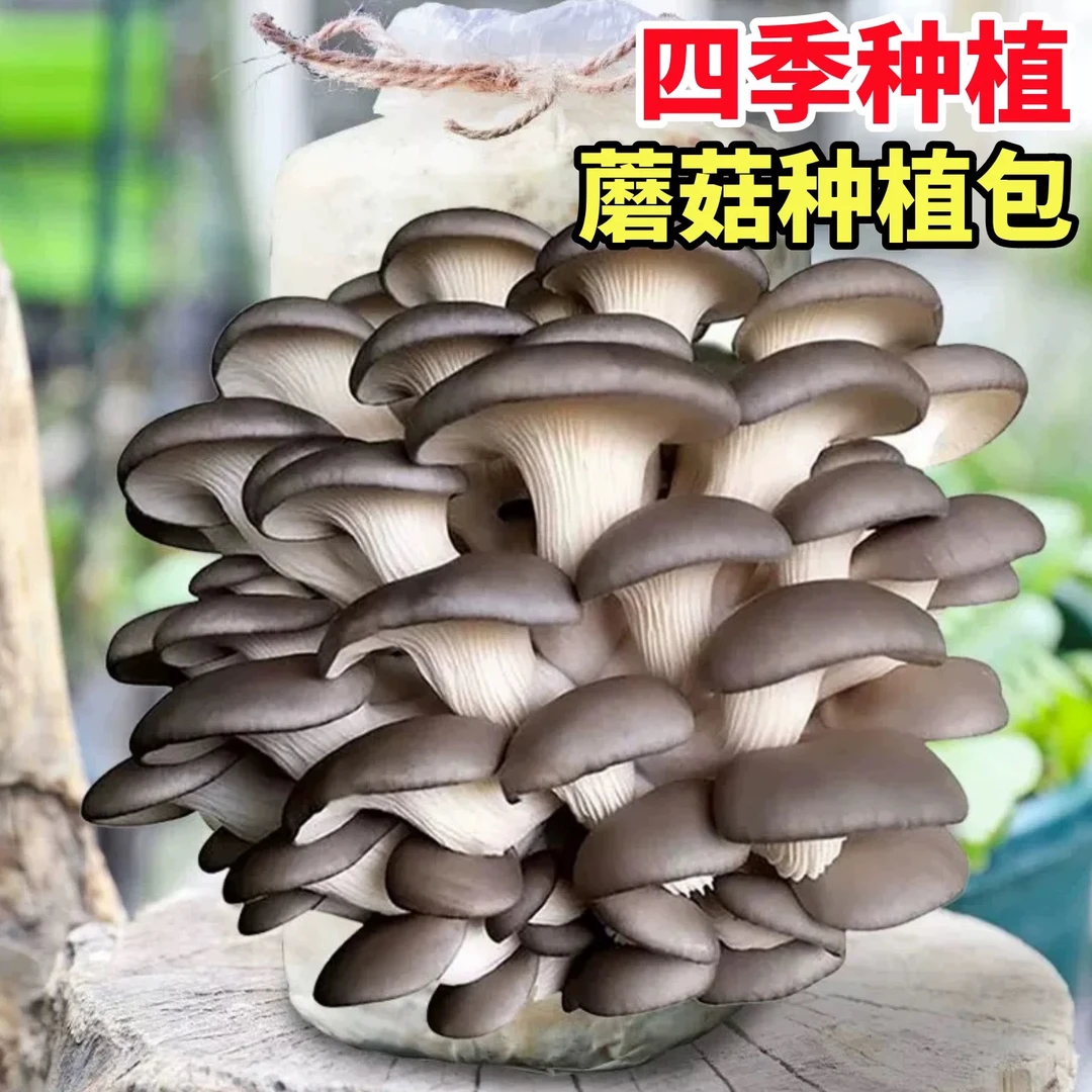 好养的蘑菇菌包喷水就长适合家庭室内阳台种植