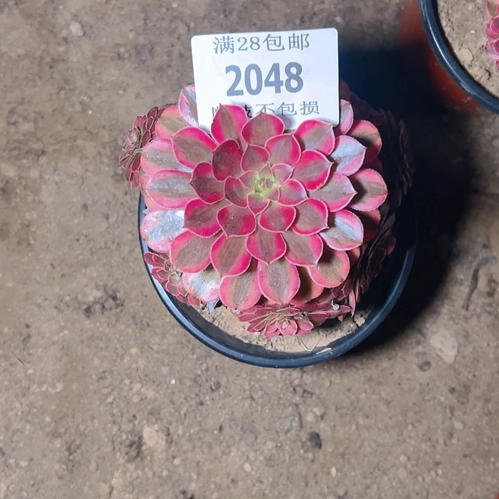 2048黑同白多肉植物