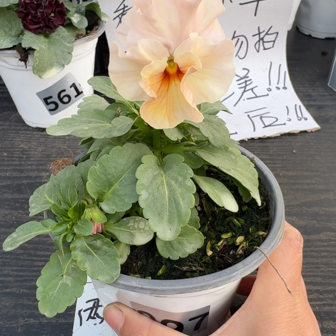 全部花朵897号恋桃