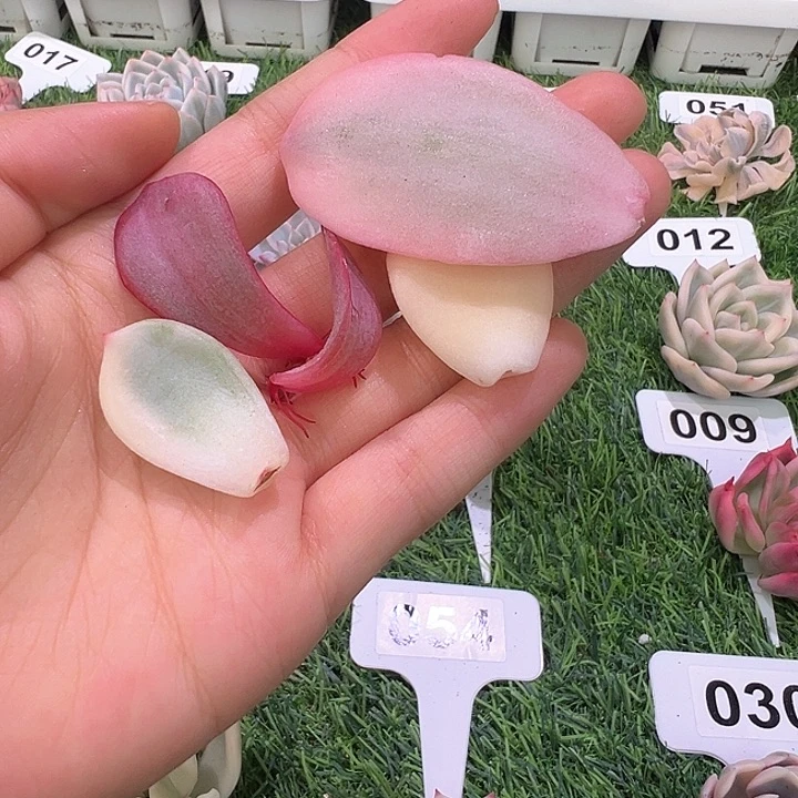 暖*?奶茶锦叶片一颗一物一拍