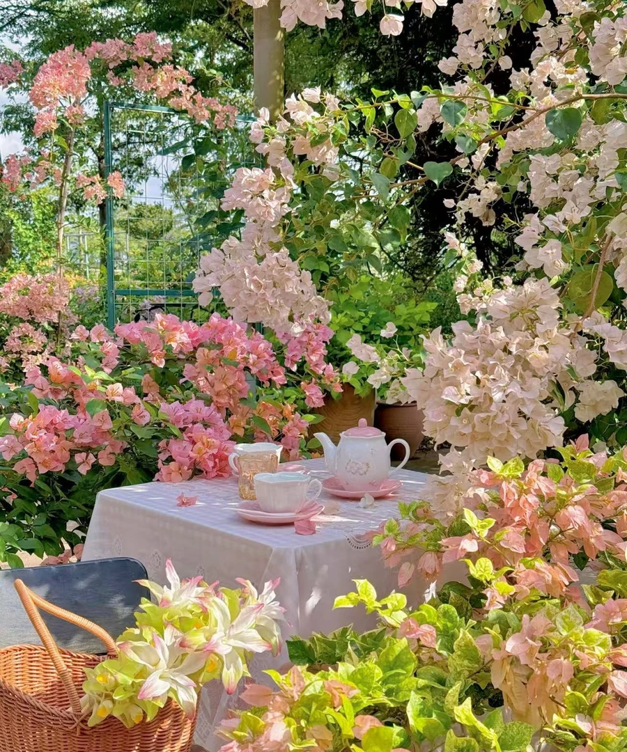 大颗三角梅一物一拍