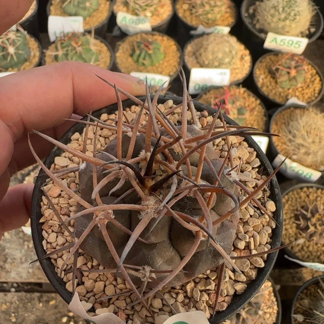 守金摩天龙 实生仙人球146