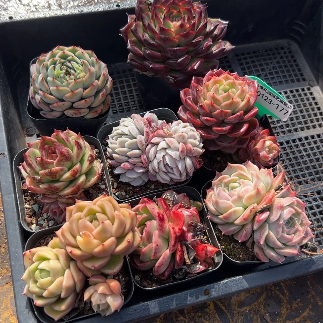 多肉一物一拍0123-177