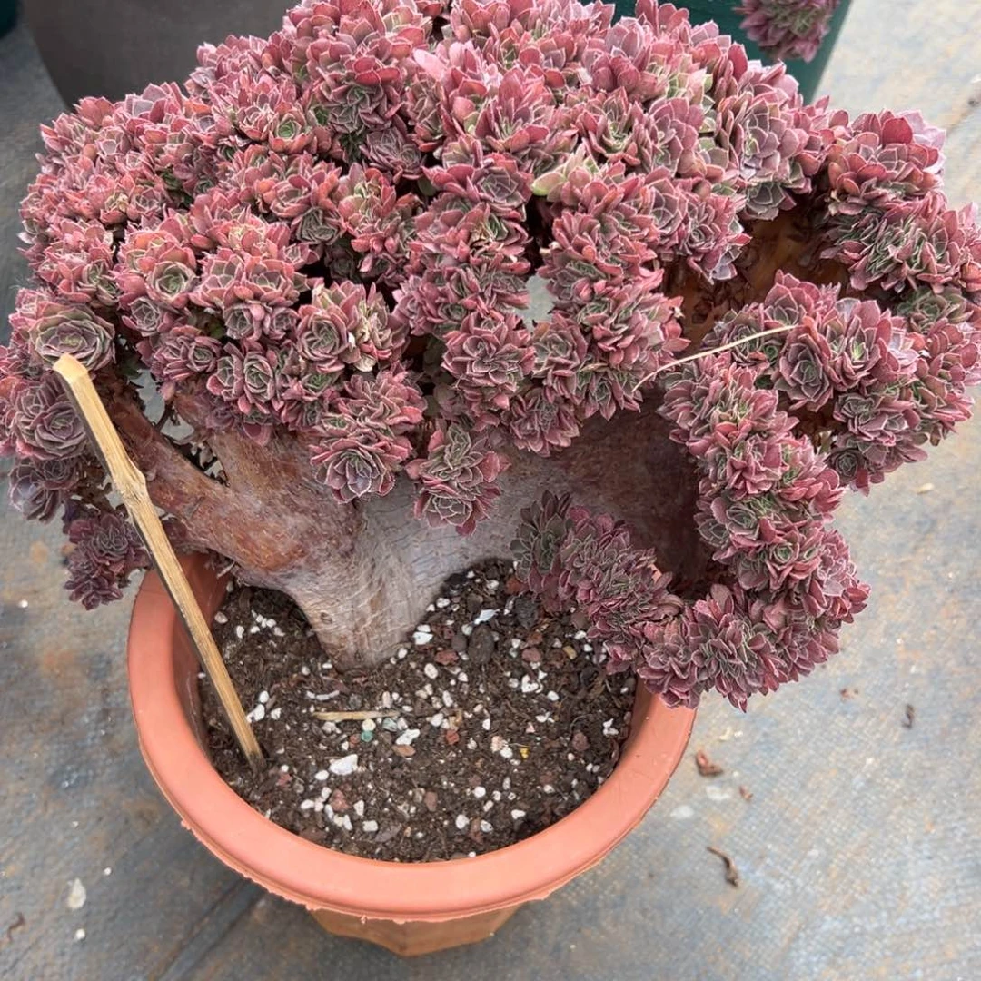 万圣节缀化老桩朵缀