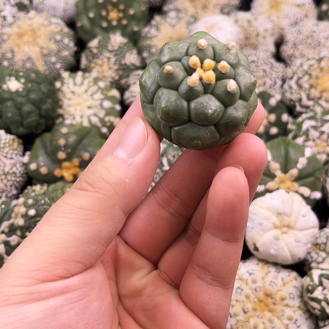 胖胖龟甲角you琉璃兜兜