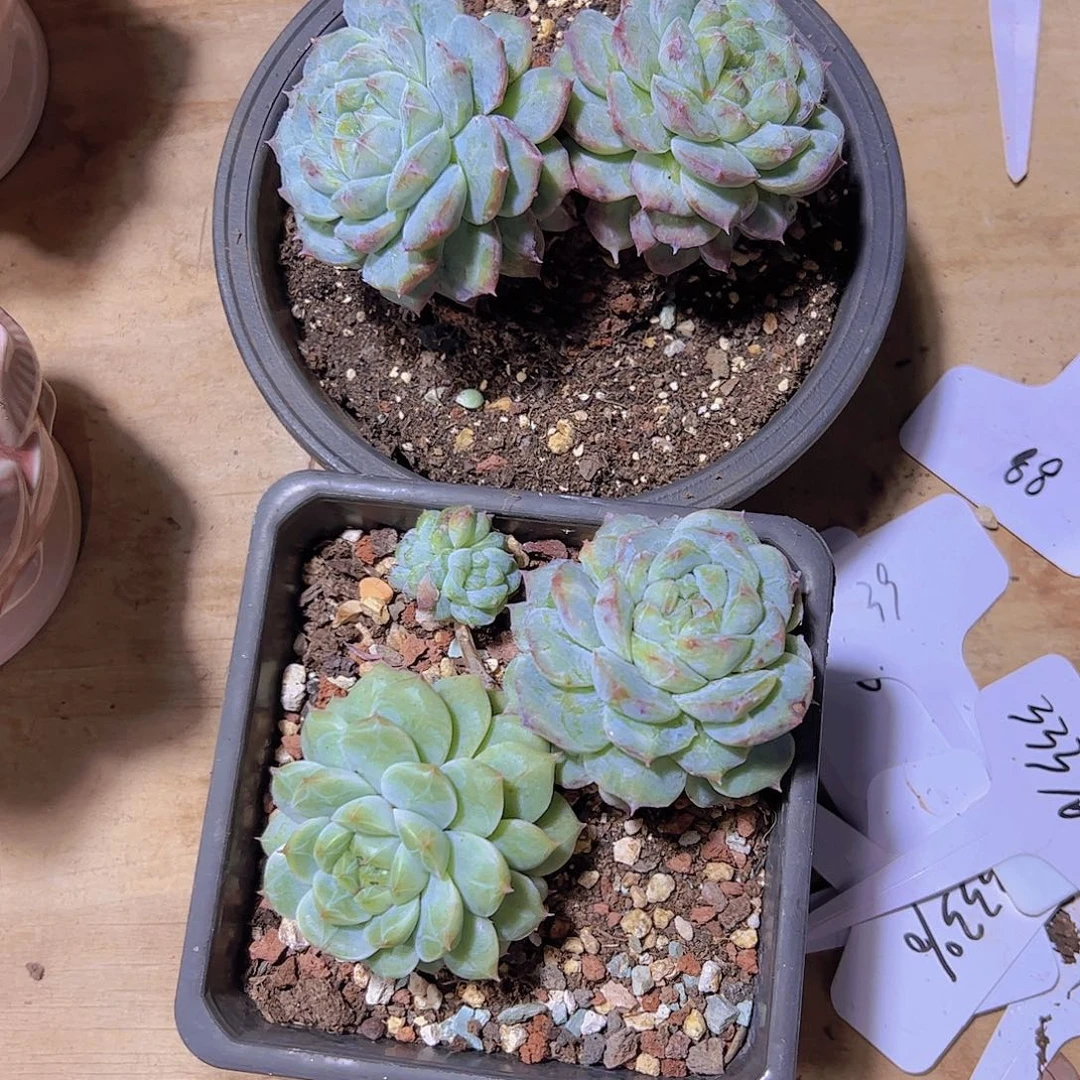 麦*喵0922阿尔巴佳人石化68。。。