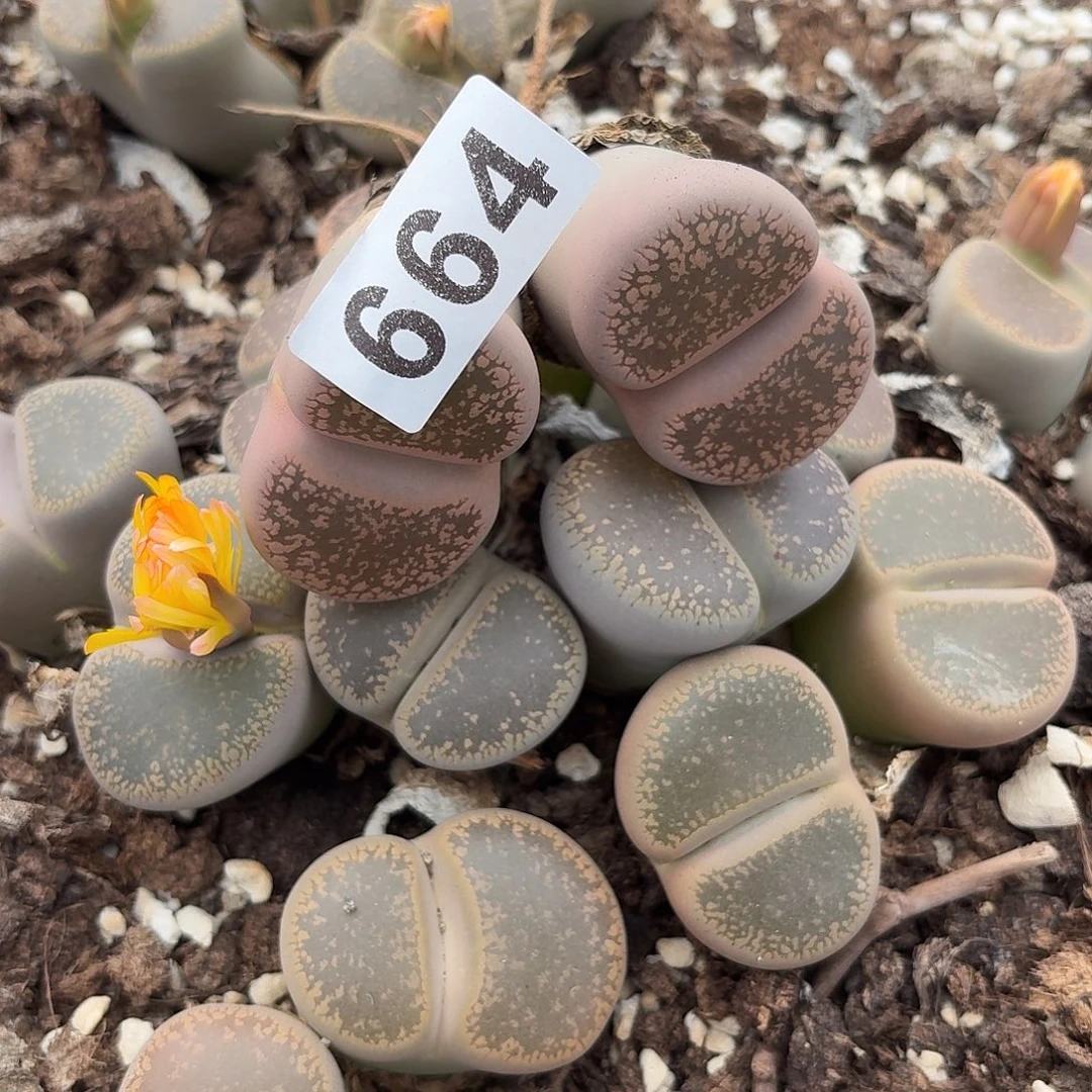 用***9生石花一物一拍664