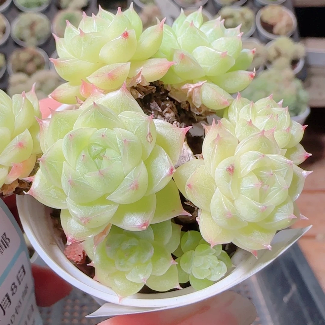 长***坊花语逸镜1108-116散