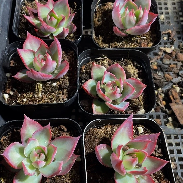 6.5方惊鸿带哦土发