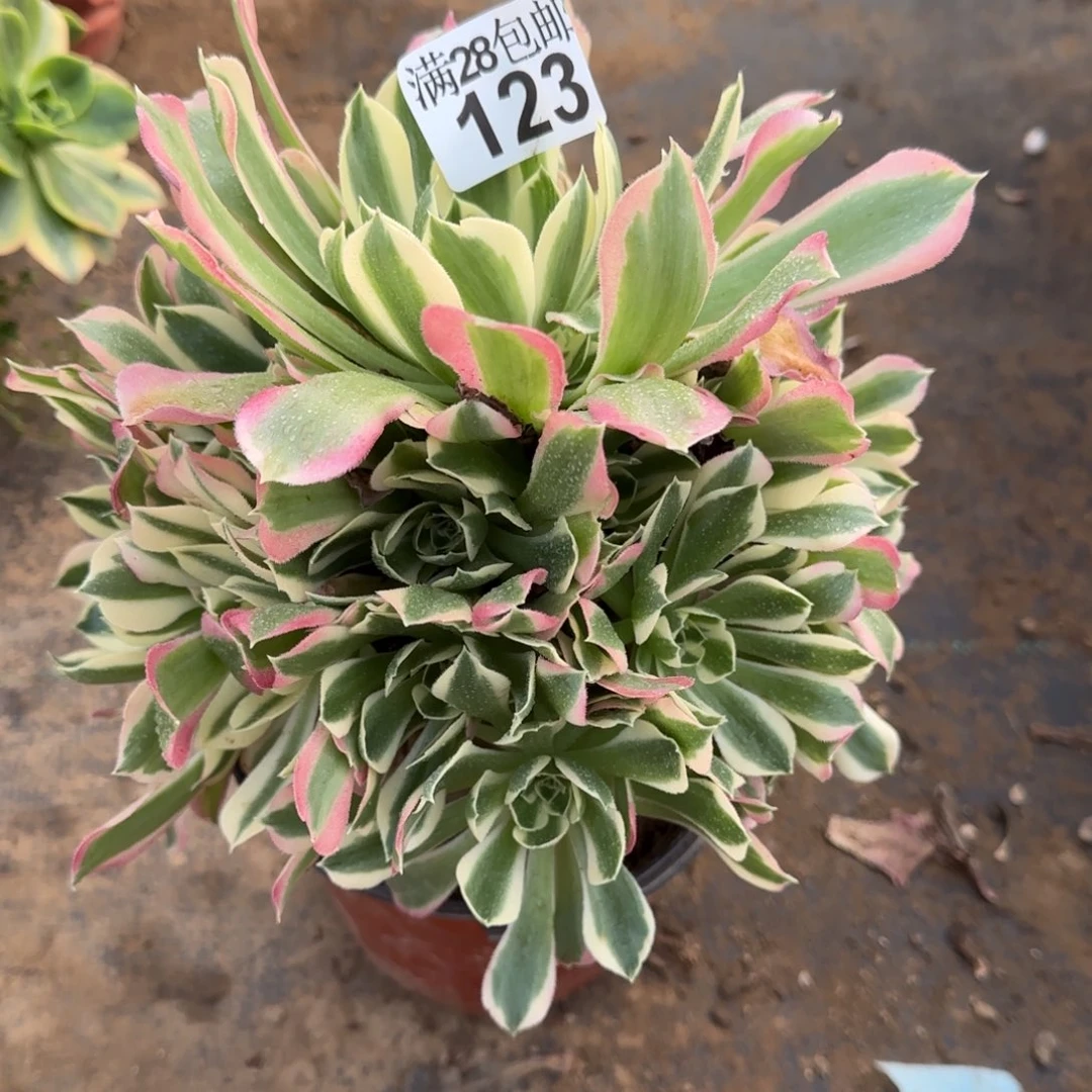 白凤多肉123满28包邮断枝不包