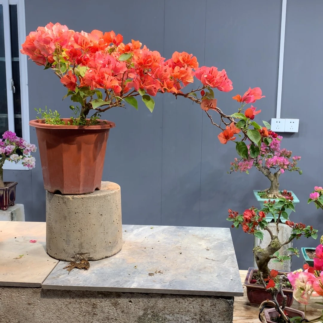 大量花朵（建议范围：8朵-15朵 或40%以上）