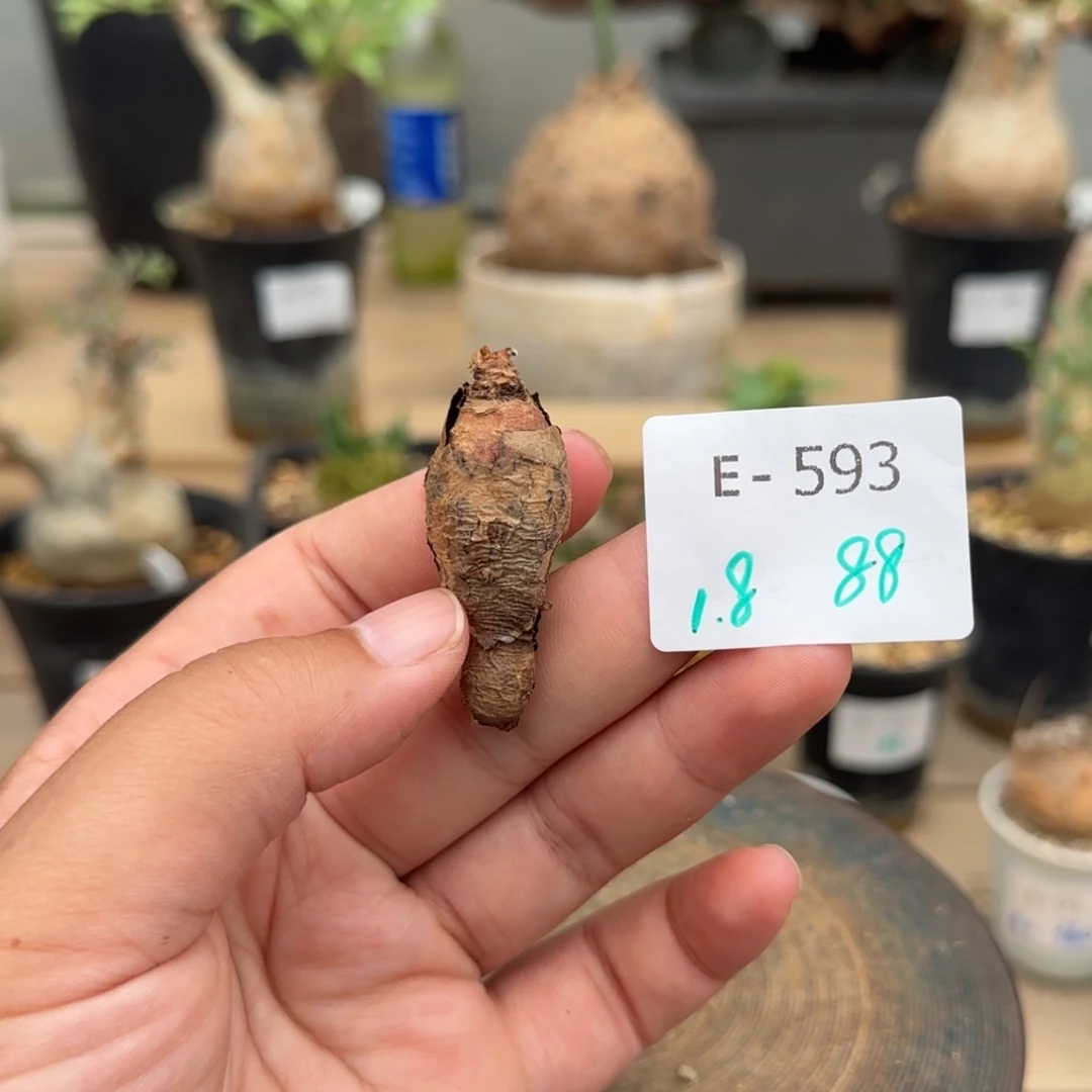 593肾叶洋葵1.8厘米块根植物