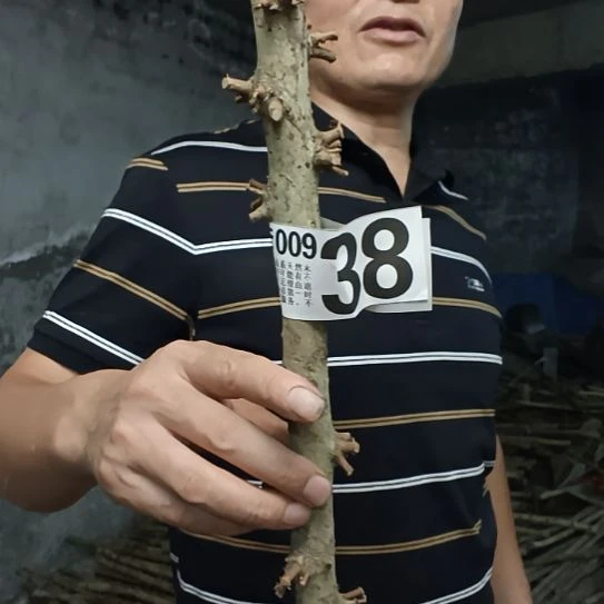 张***号香榧木高山 檬子木文玩料