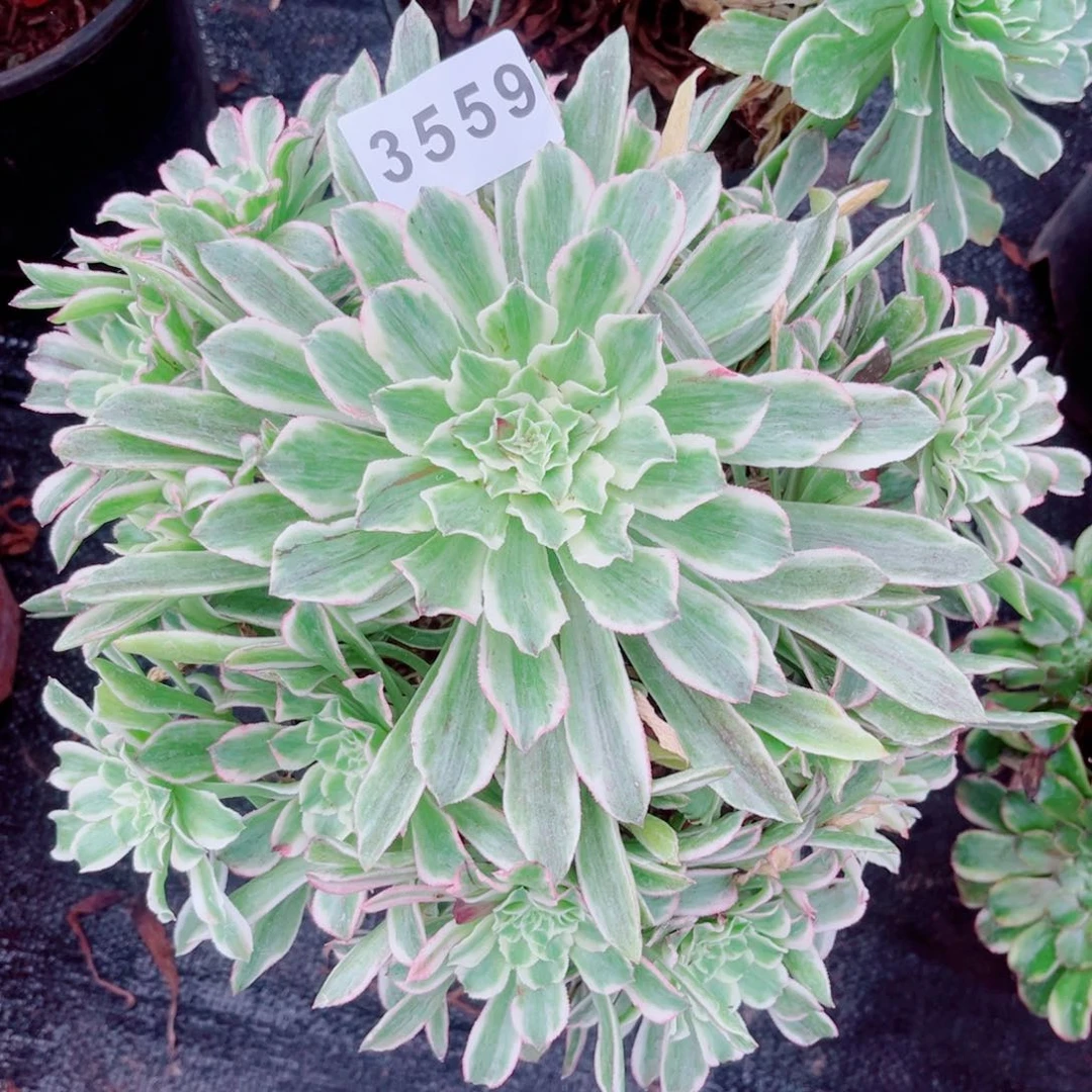 云翠多肉发货发货