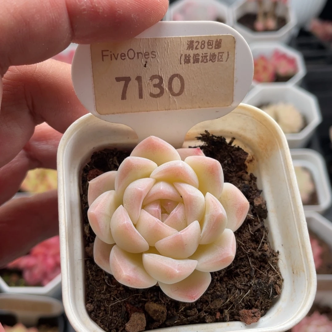 白桃汽水7130-4.5厘米