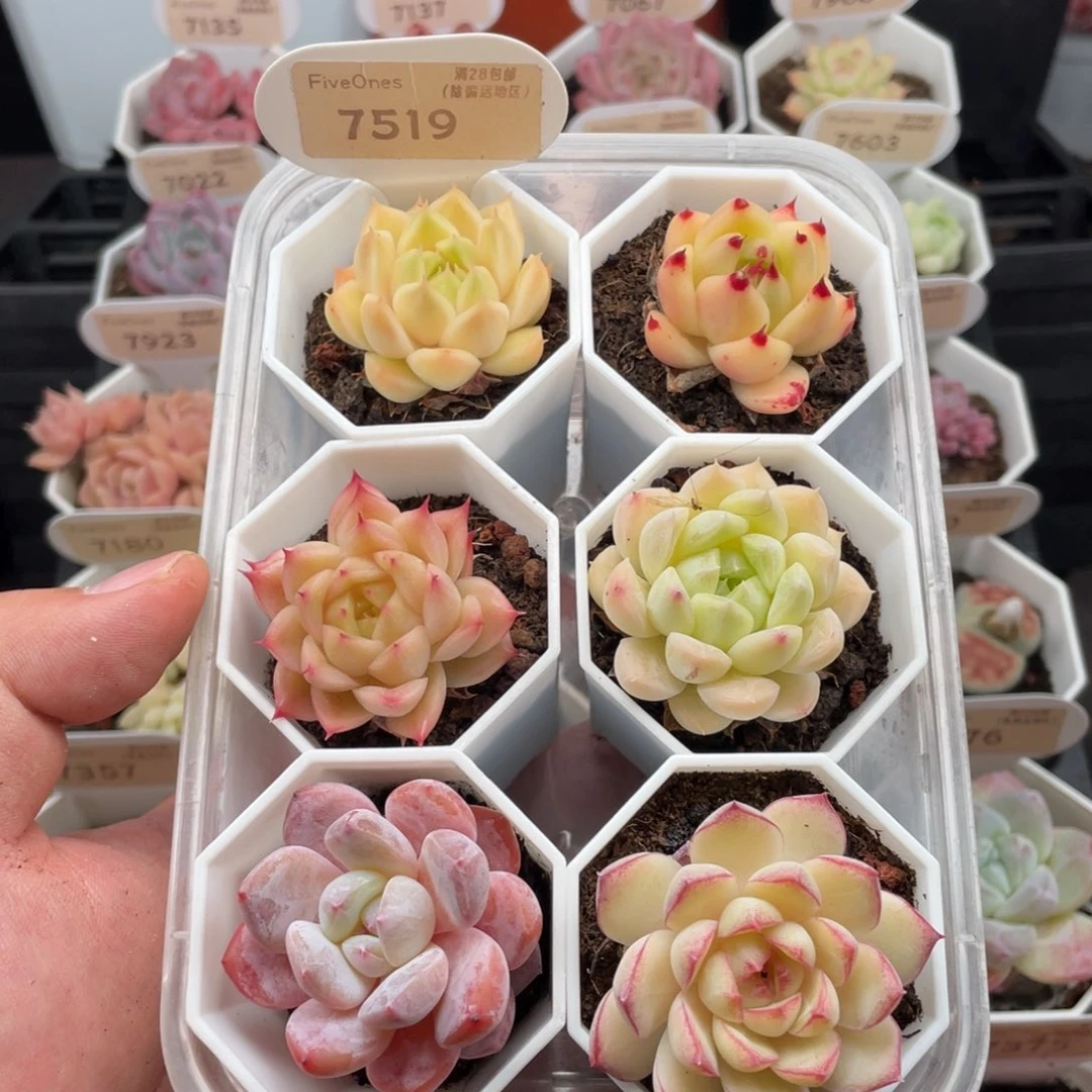 组合套餐共6颗7519