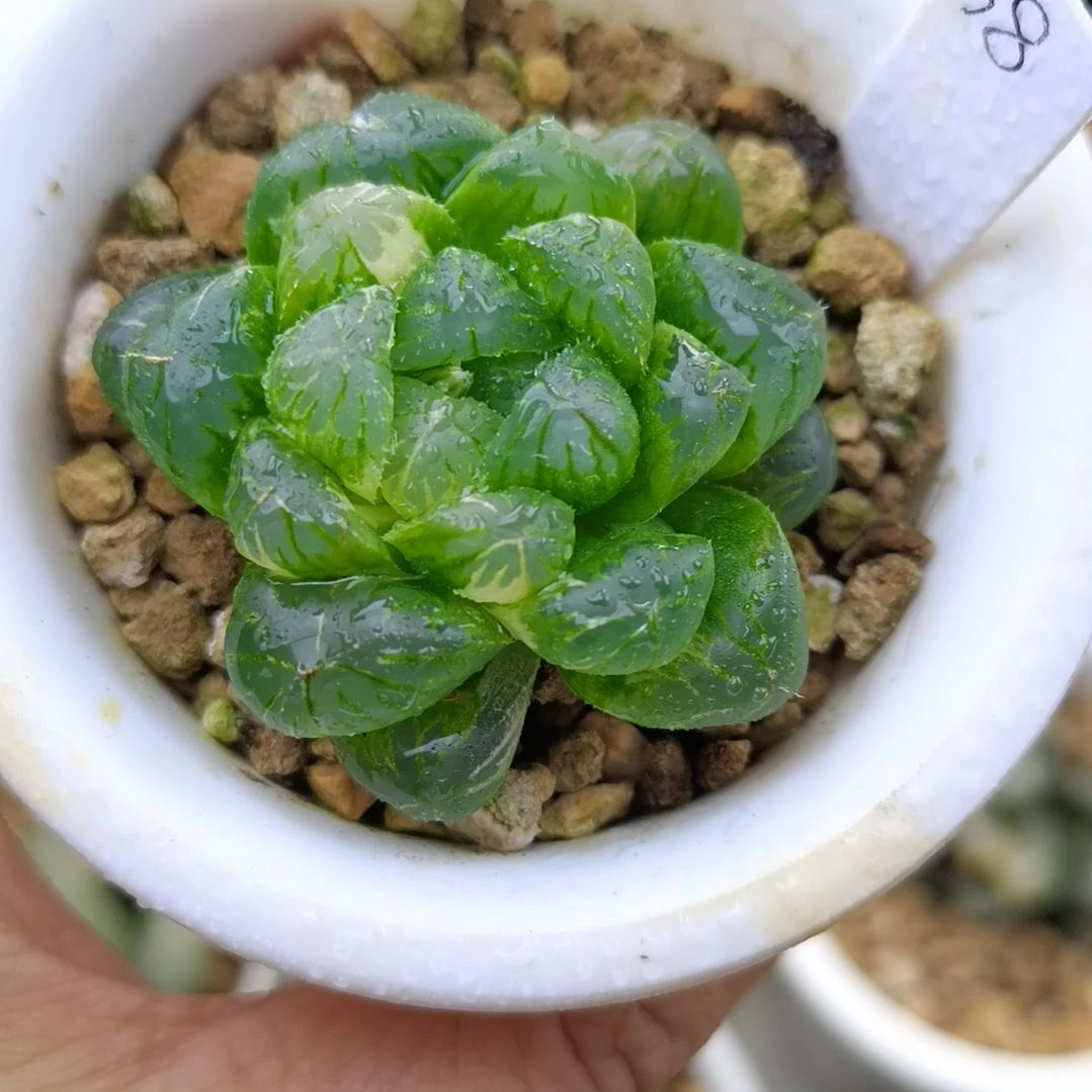 38号紫玉玉露锦一物一拍带盆土发货满38包邮