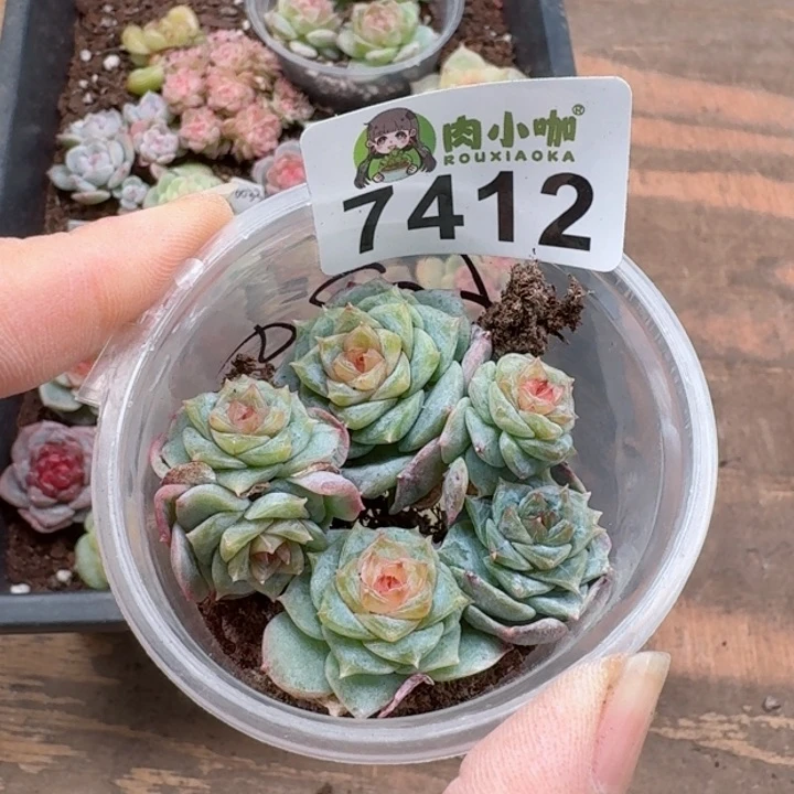 l****林多肉植物多肉植物