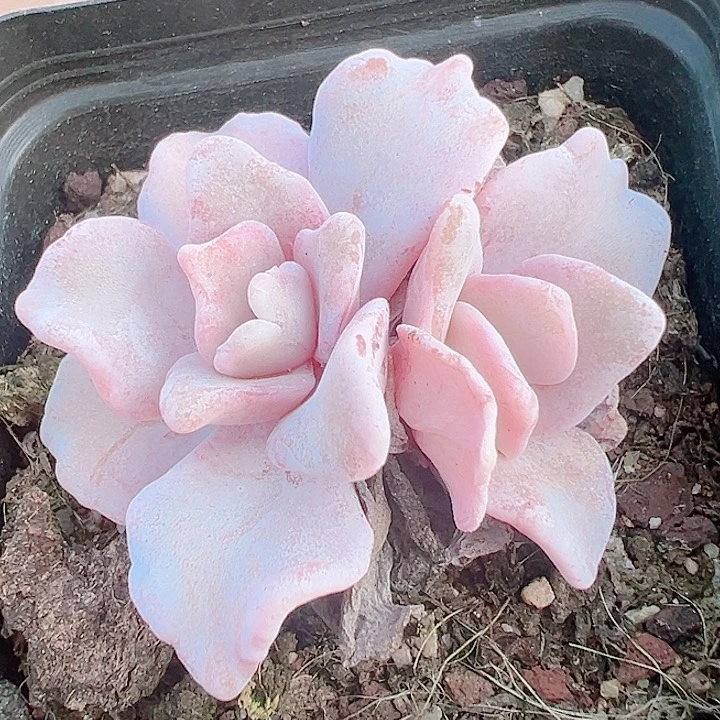 白饺子皮精品多肉植物