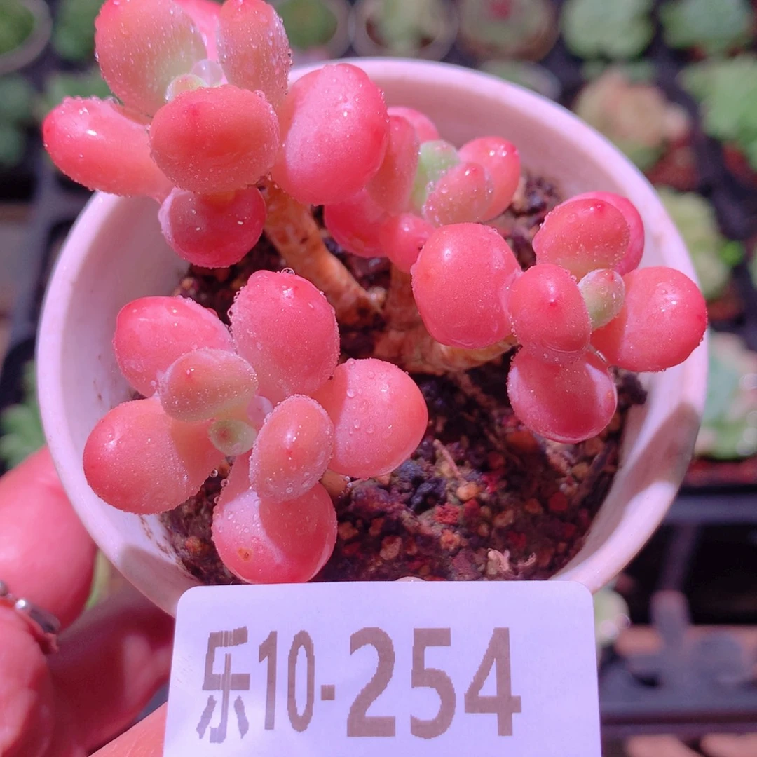 乐然10-254 洛神群