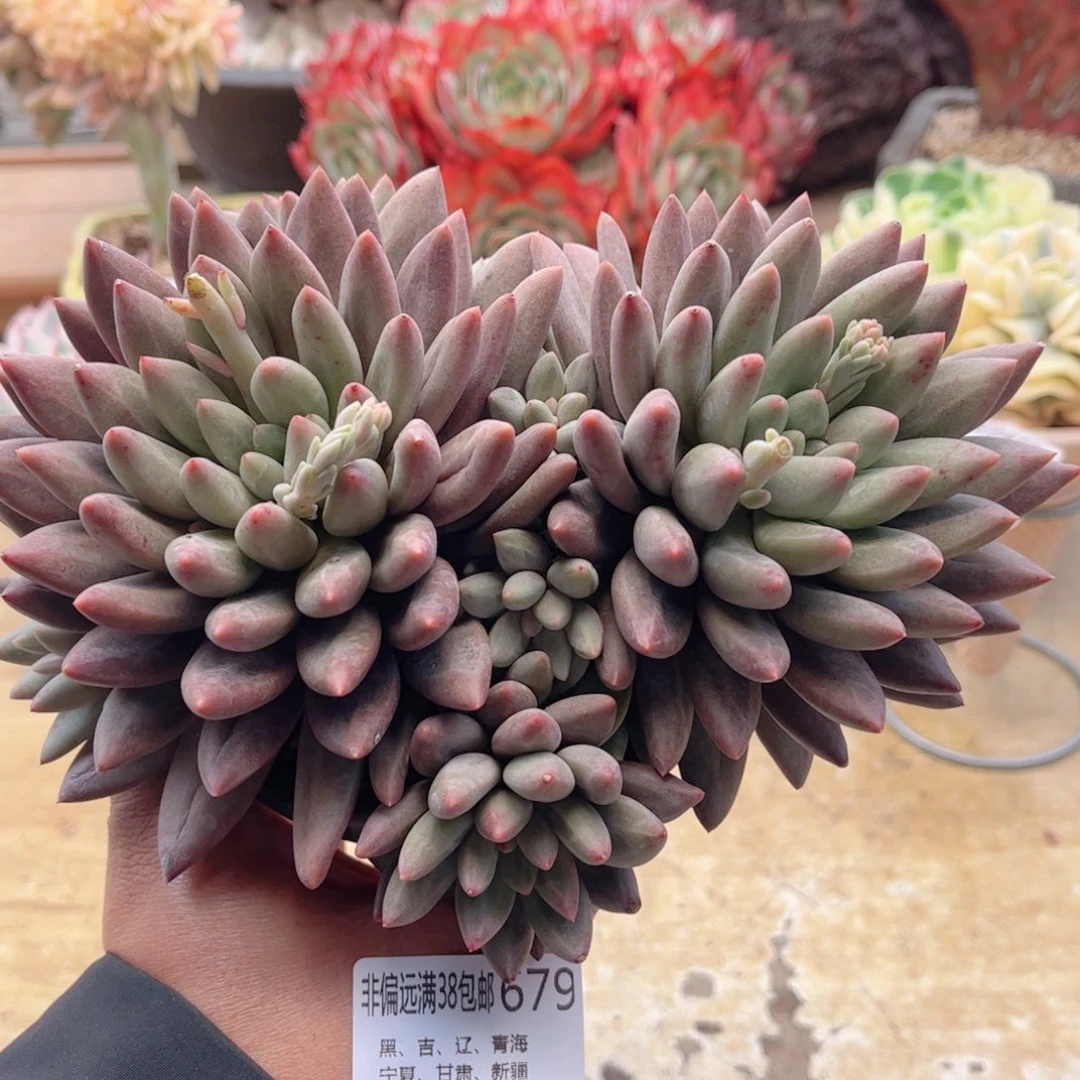 679水晶球德华多肉