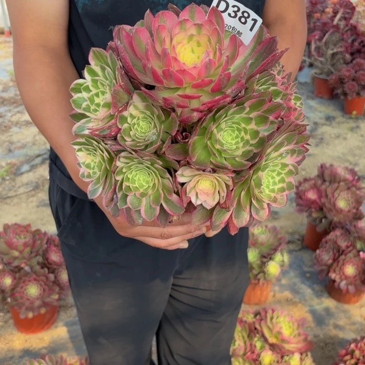 瑞妈多肉植物381海鲜