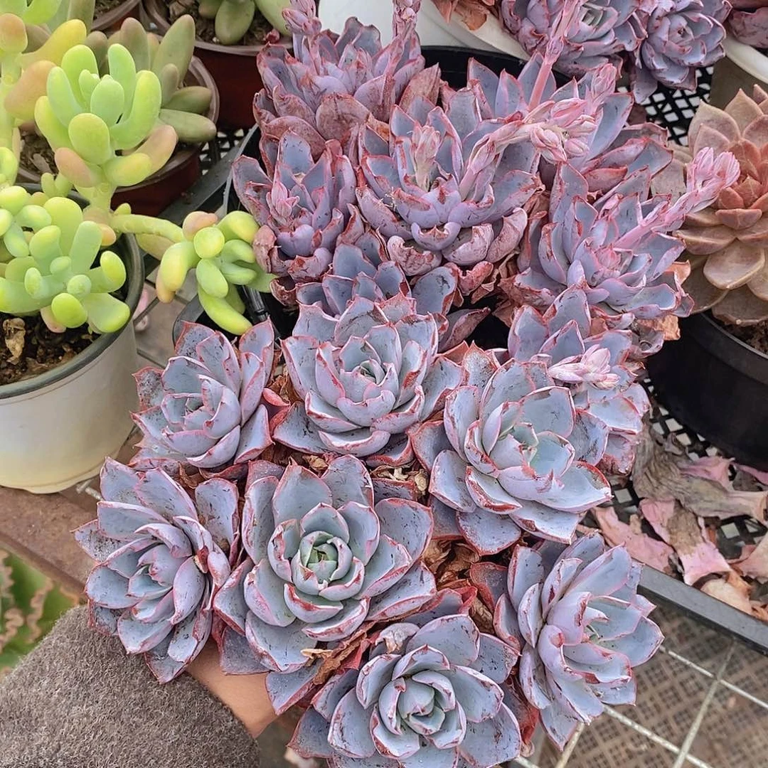 血斑赫拉多头群生老桩黑盆