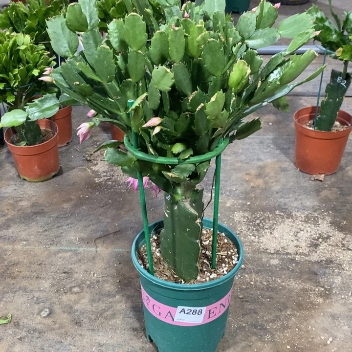 当前无花栽培后可以开花288嫁接057