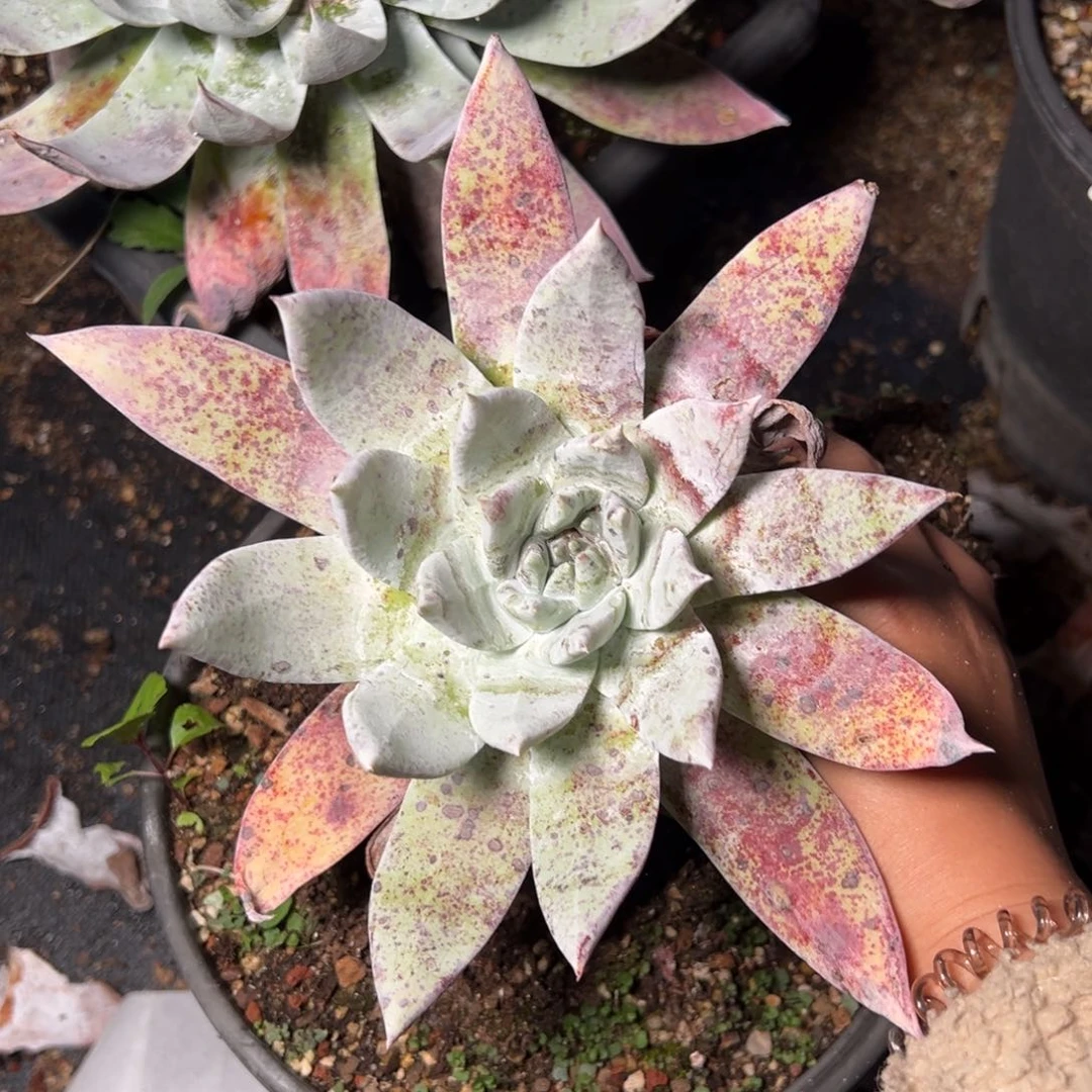 3562哈哈哈哈赛丽娜