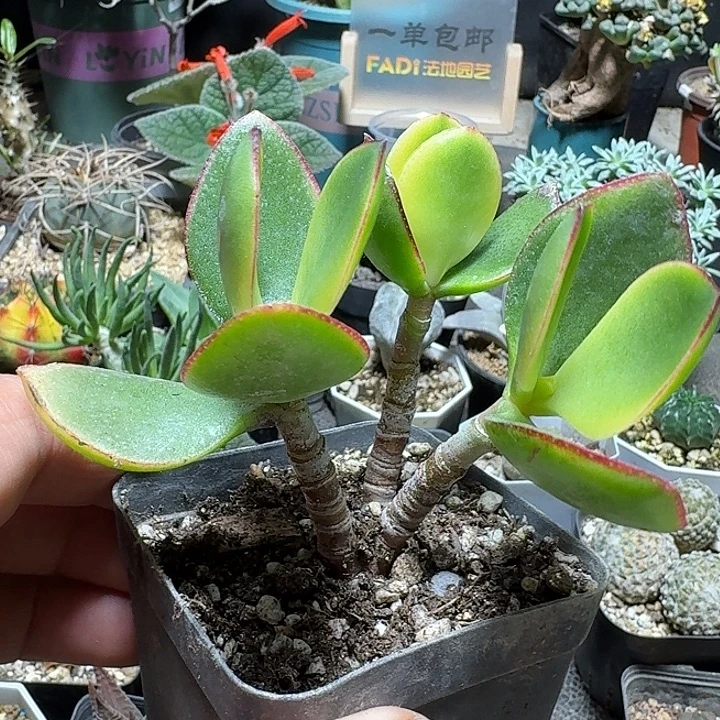 183玉树锦脱土发货