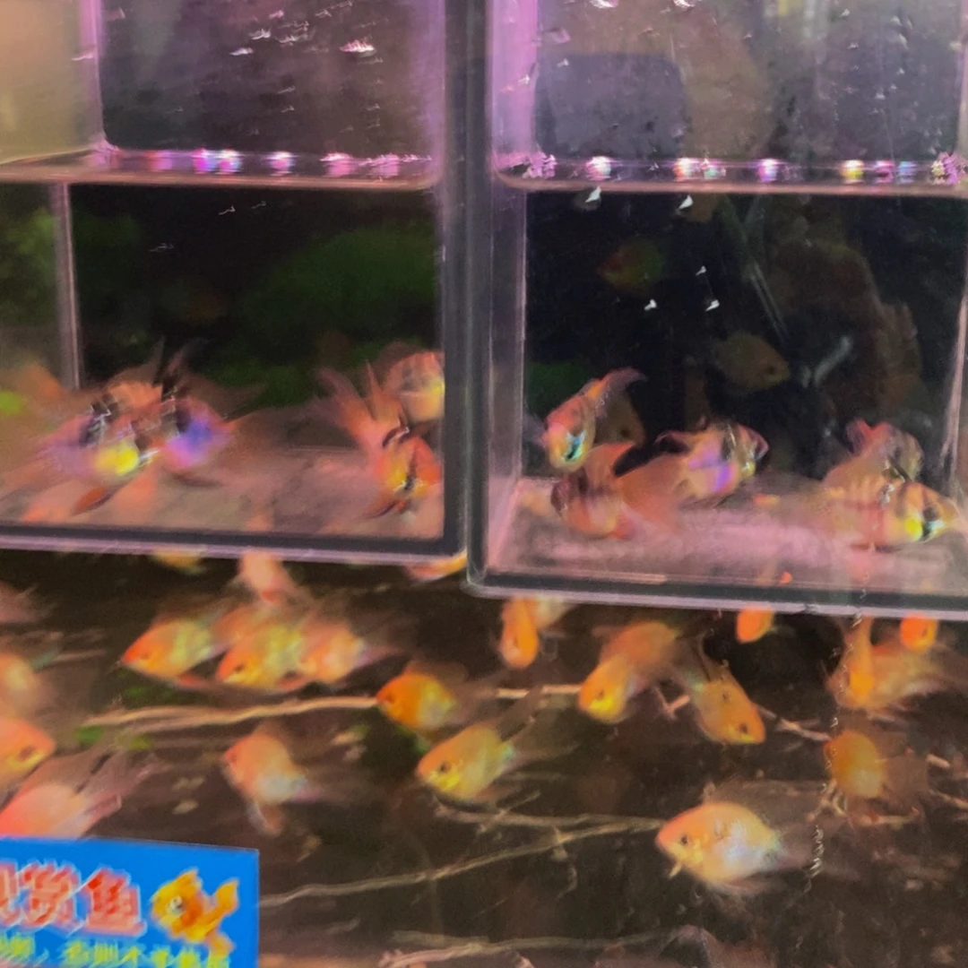 大***形海水鱼荷兰凤三条+两条备损